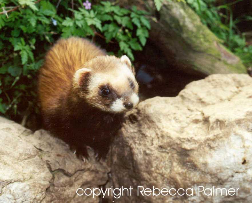 Polecat